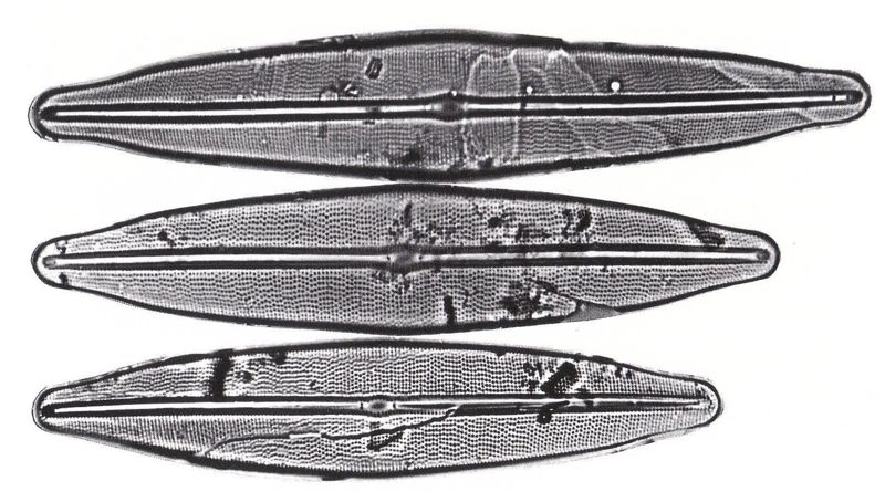 Frustulia lakatos