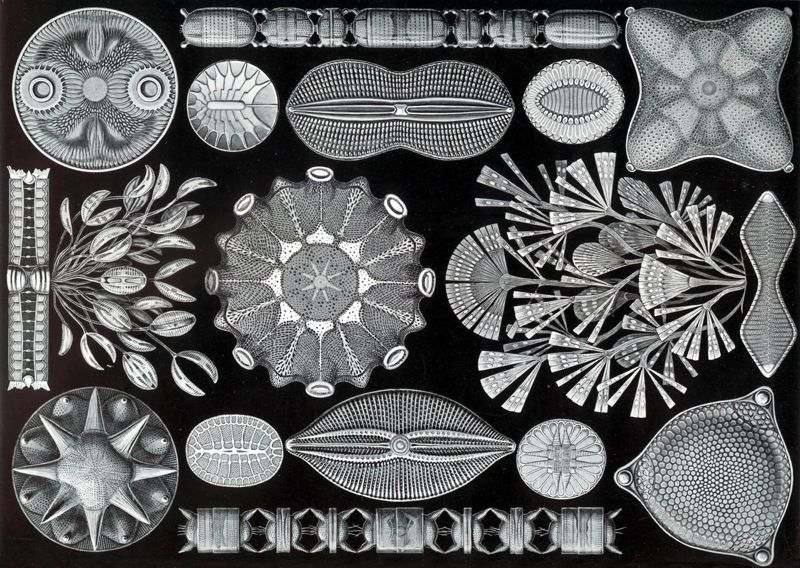 Haeckel